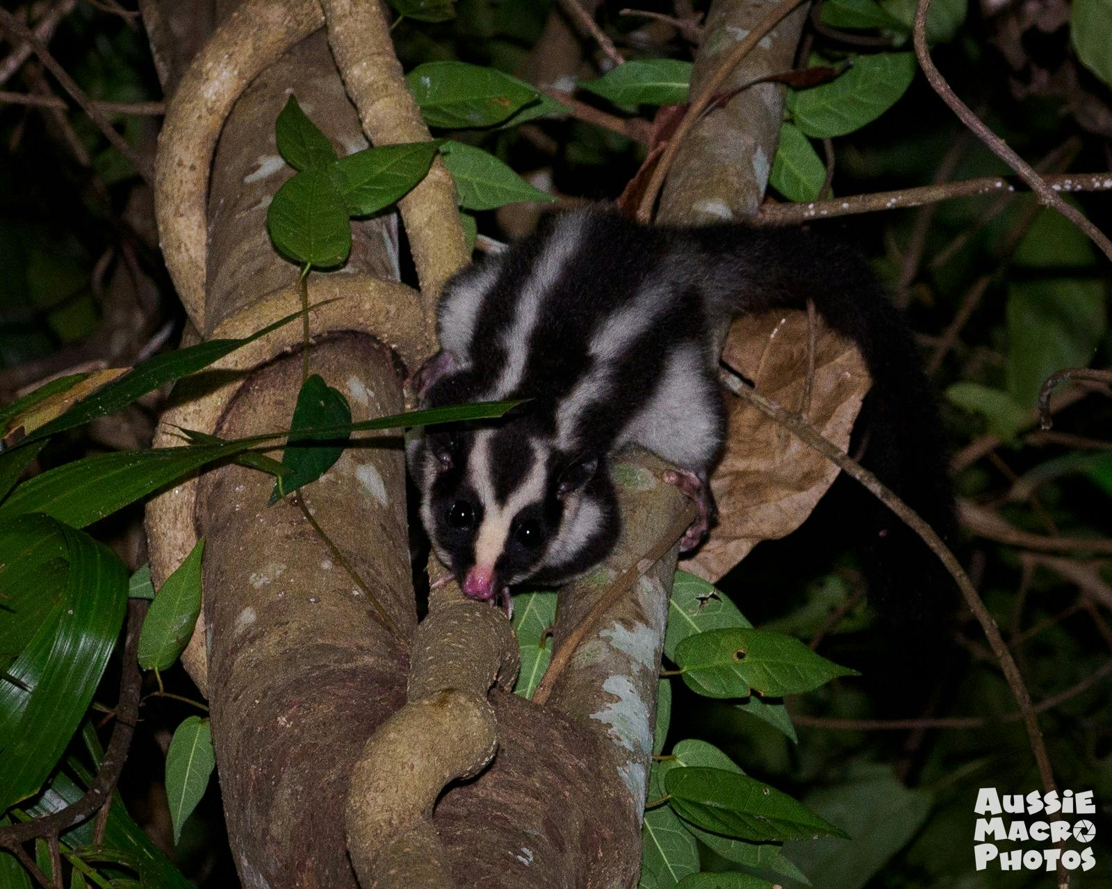 Striped Possum