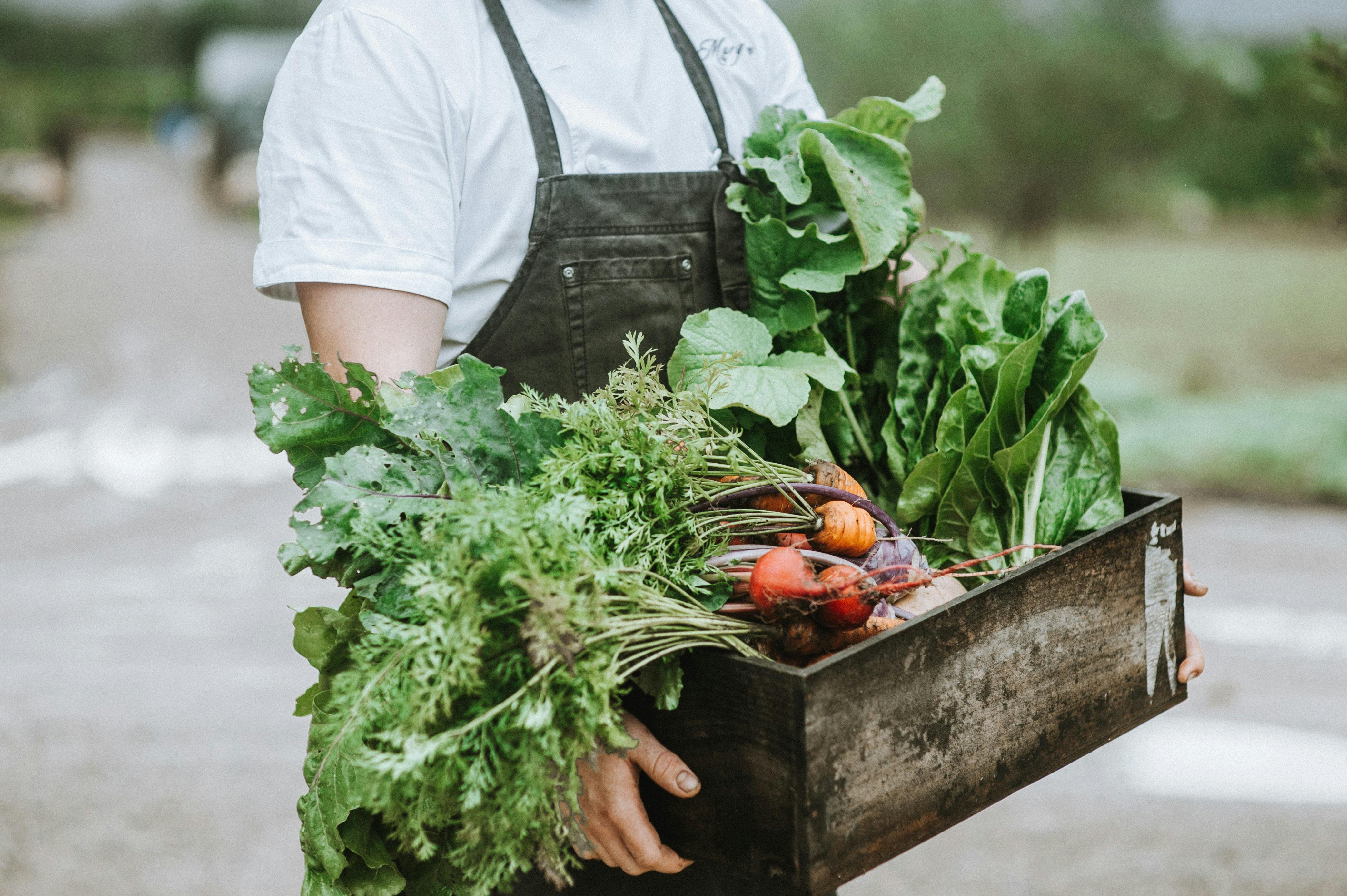 당근 상추 비트 뿌리를 포함하여 갓 수확한 정원 농산물을 운반하는 요리사