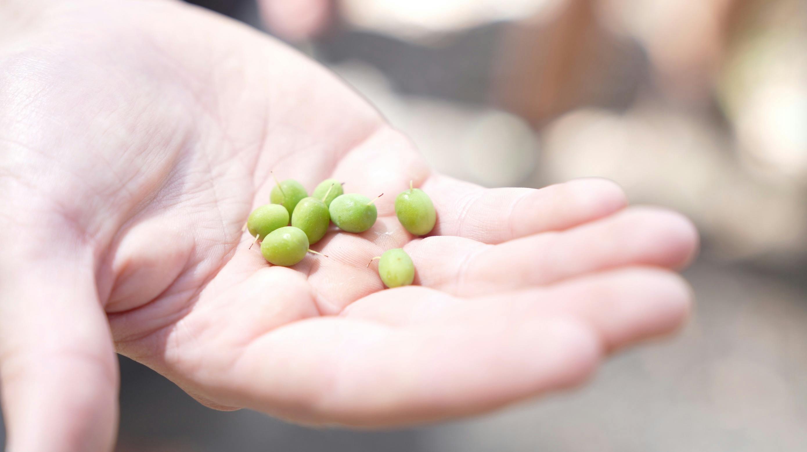 Traditional bush lolly snack food