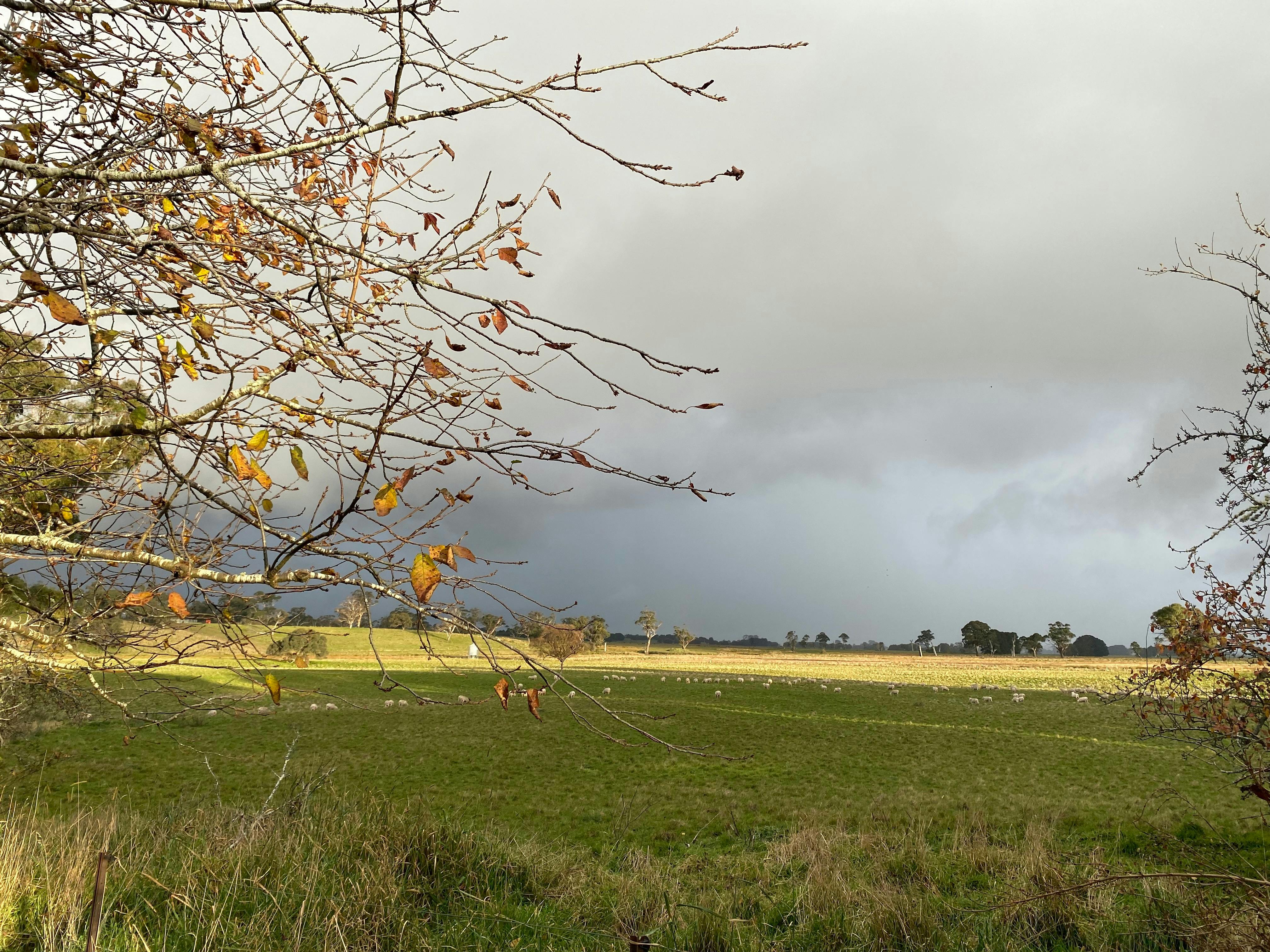 Picture of tree losing its leaves and grey skies behind.