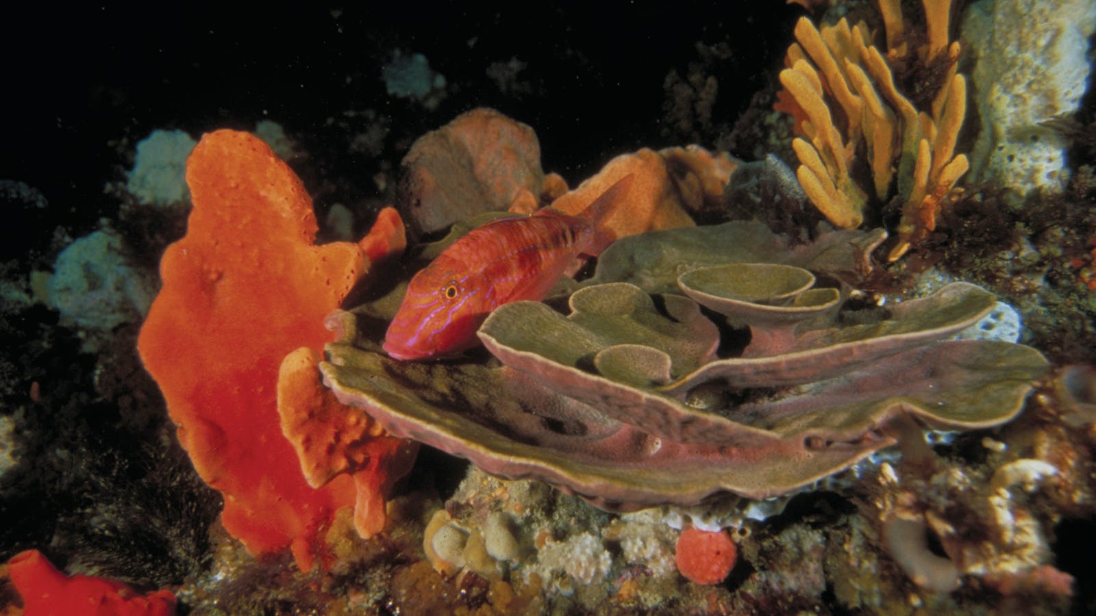 Wilsons Promontory Marine National Park