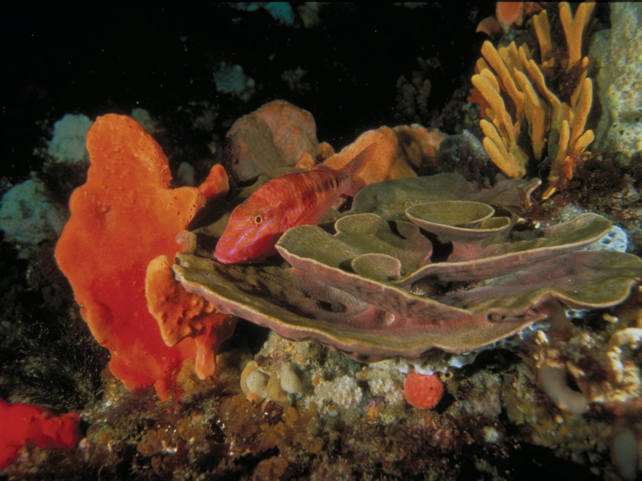 Wilsons Promontory Marine National Park