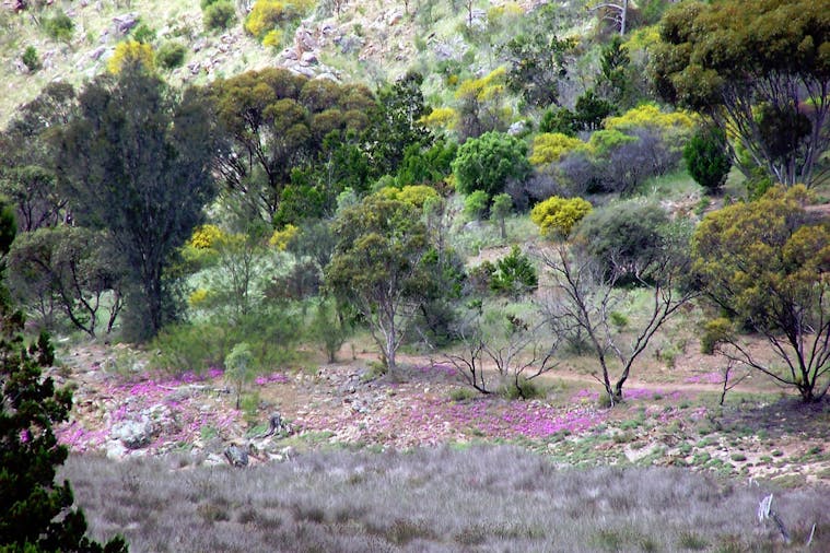Lavender Federation Trail