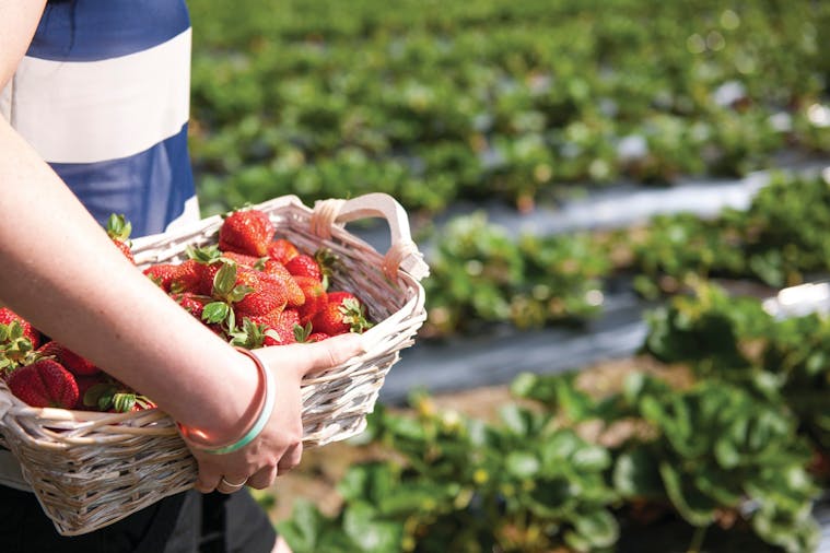 Pick Your Own Strawberries