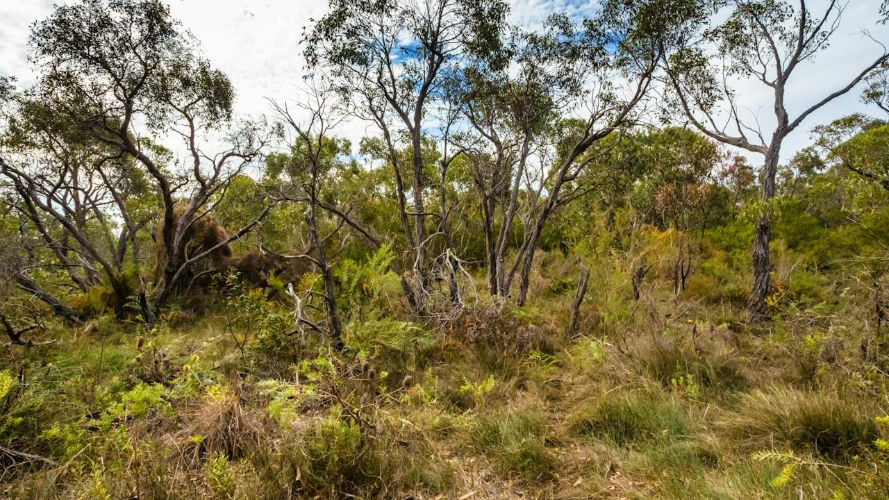 Cox Scrub Conservation Park