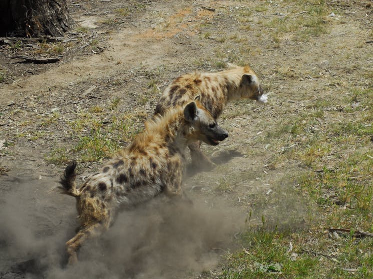 Spotted Hyena