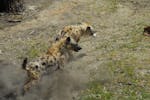 Spotted Hyena