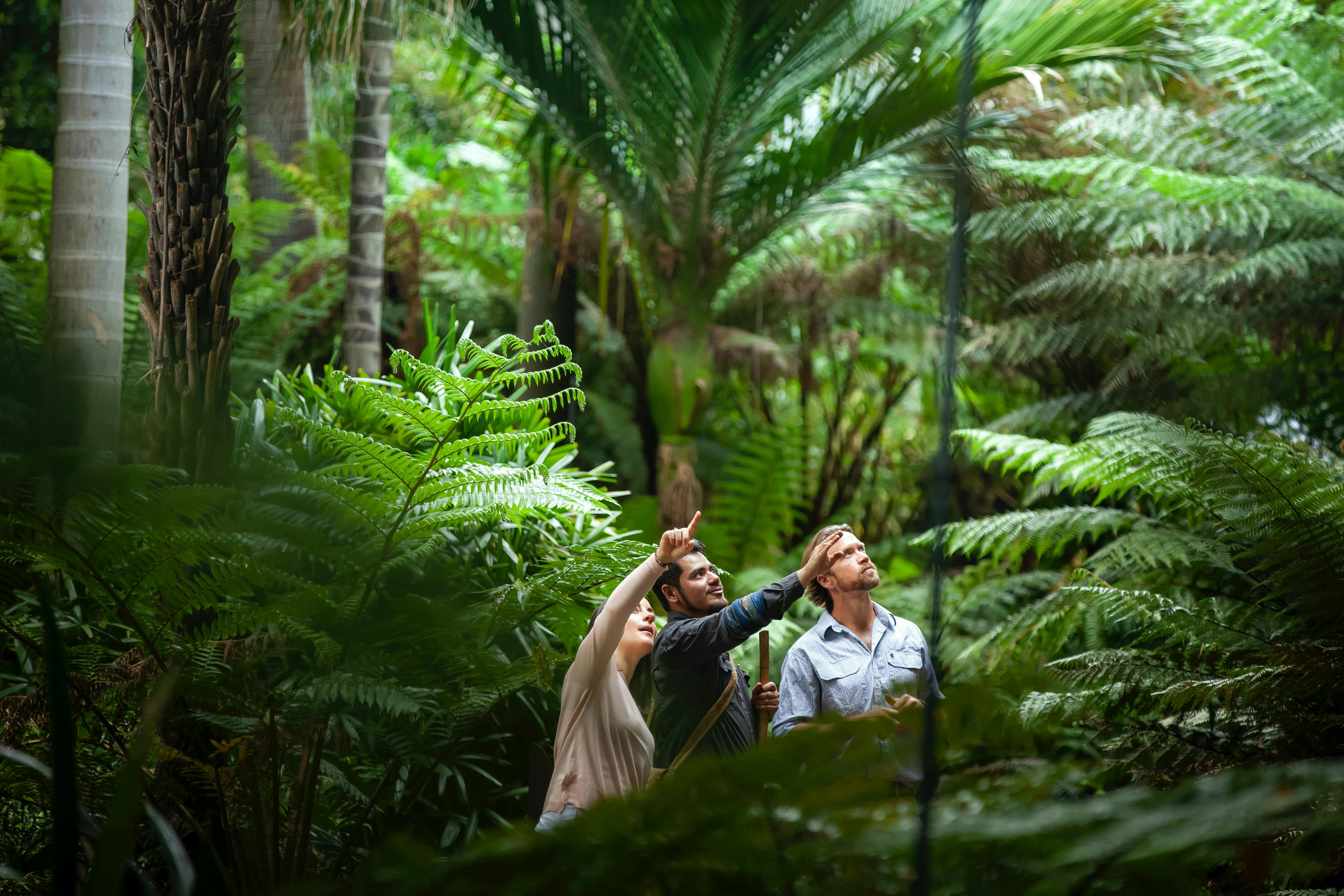 Guided rainforest walk