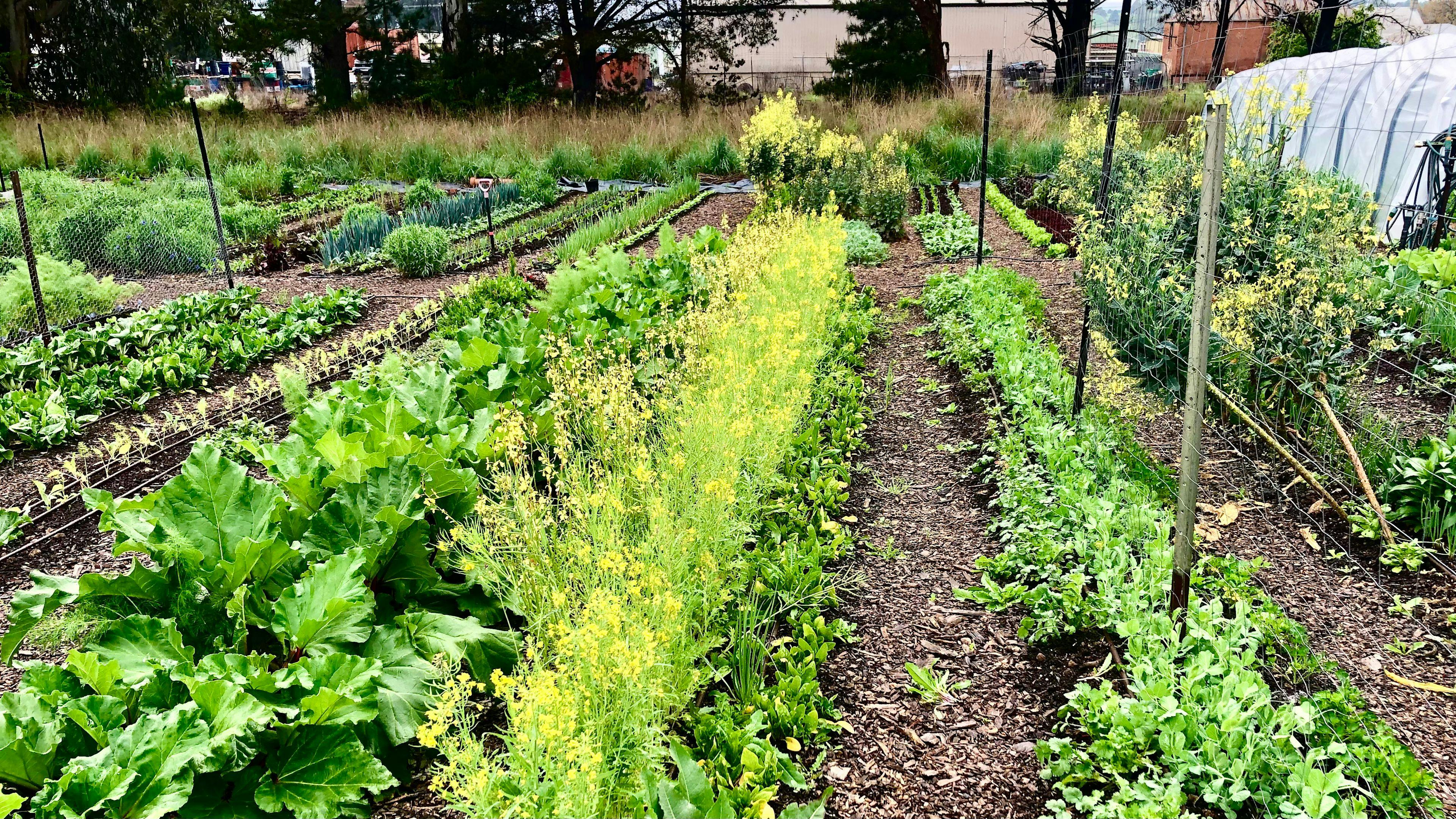 3 Veg Farm Bathurst