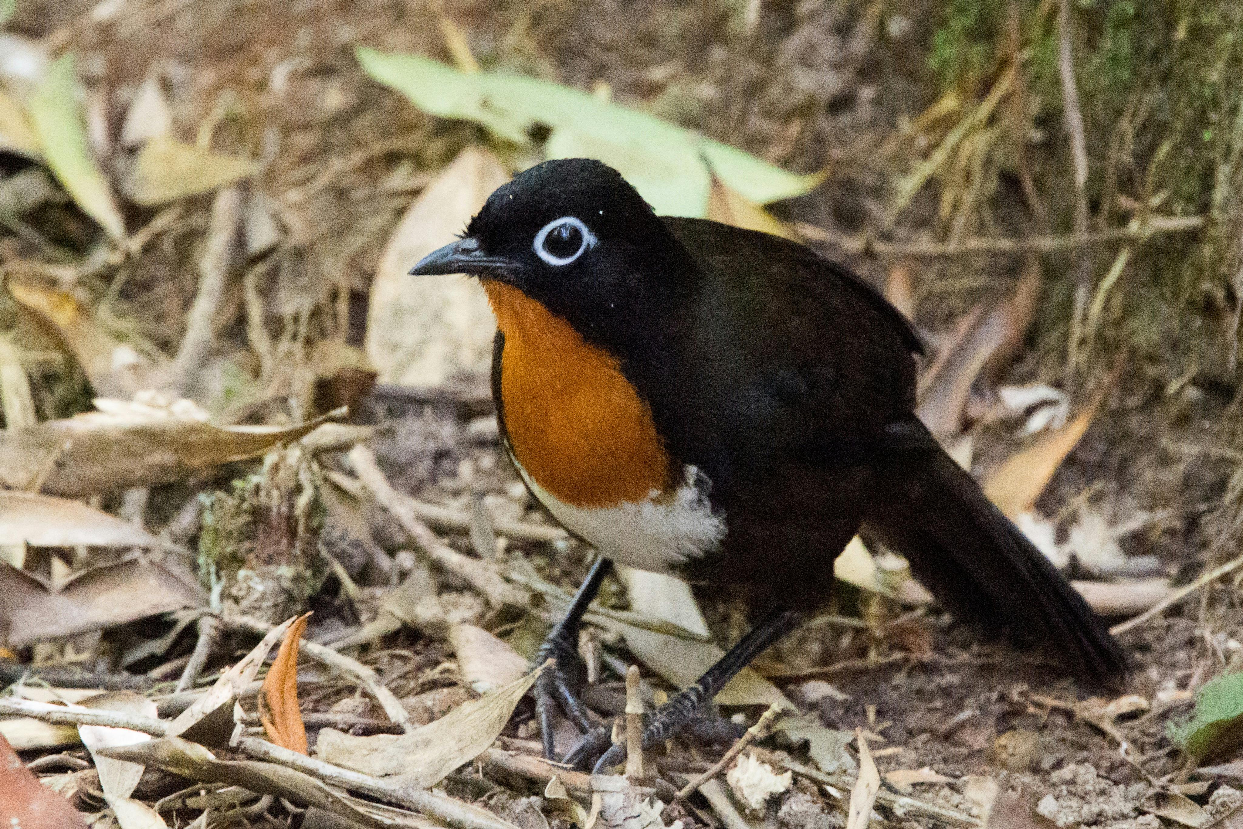 Southern Tablelands Birdwatching Tour #1 - Mid Level Sites