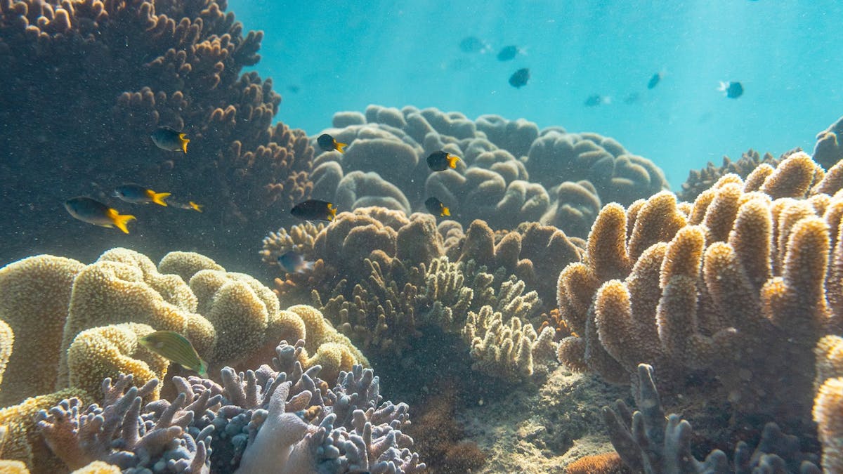 Snorkel the Great Barrier Reef