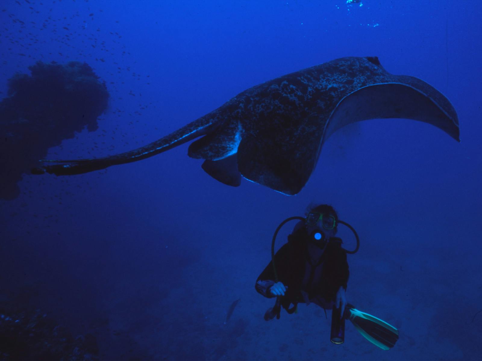 Ray and Diver - Yongala Wreck