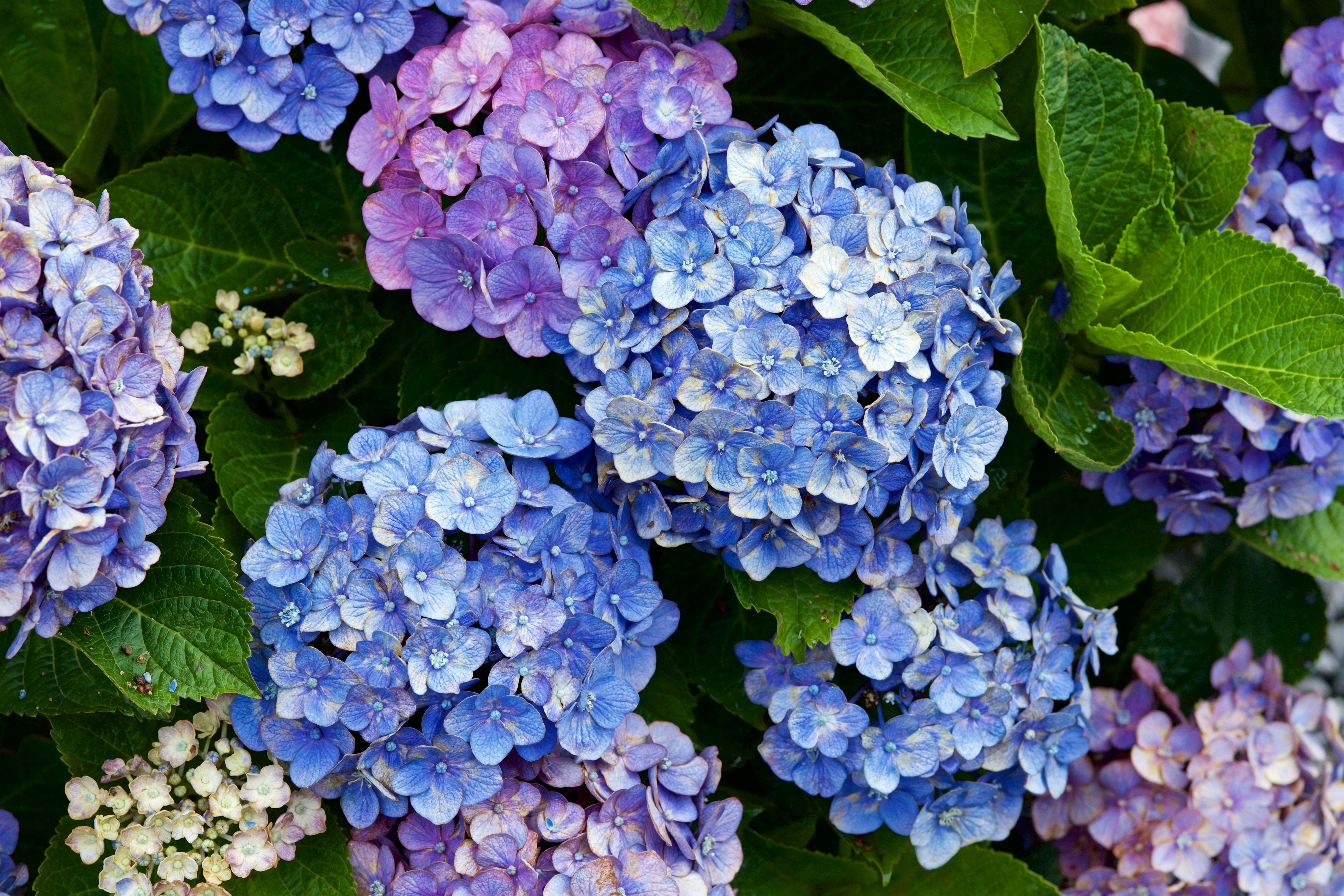 Beautiful Hydrangeas