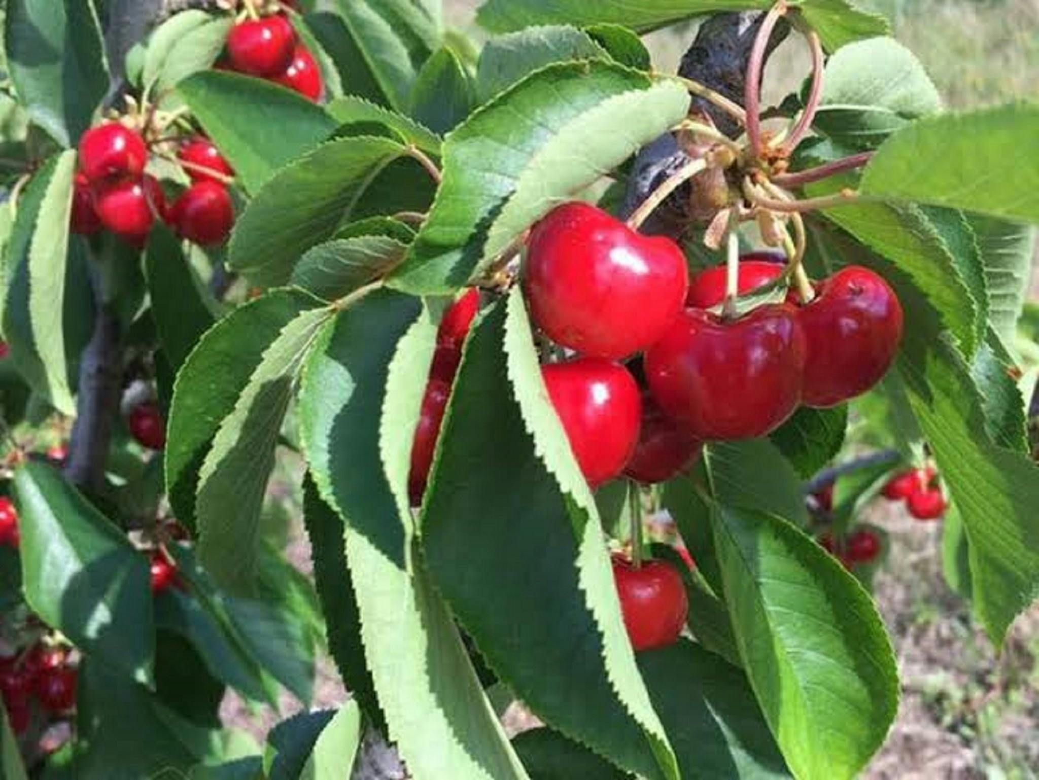 Cherry Picking at Sacred Hill Cherries NSW Holidays &