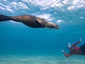 Swimmer in the water with Seal