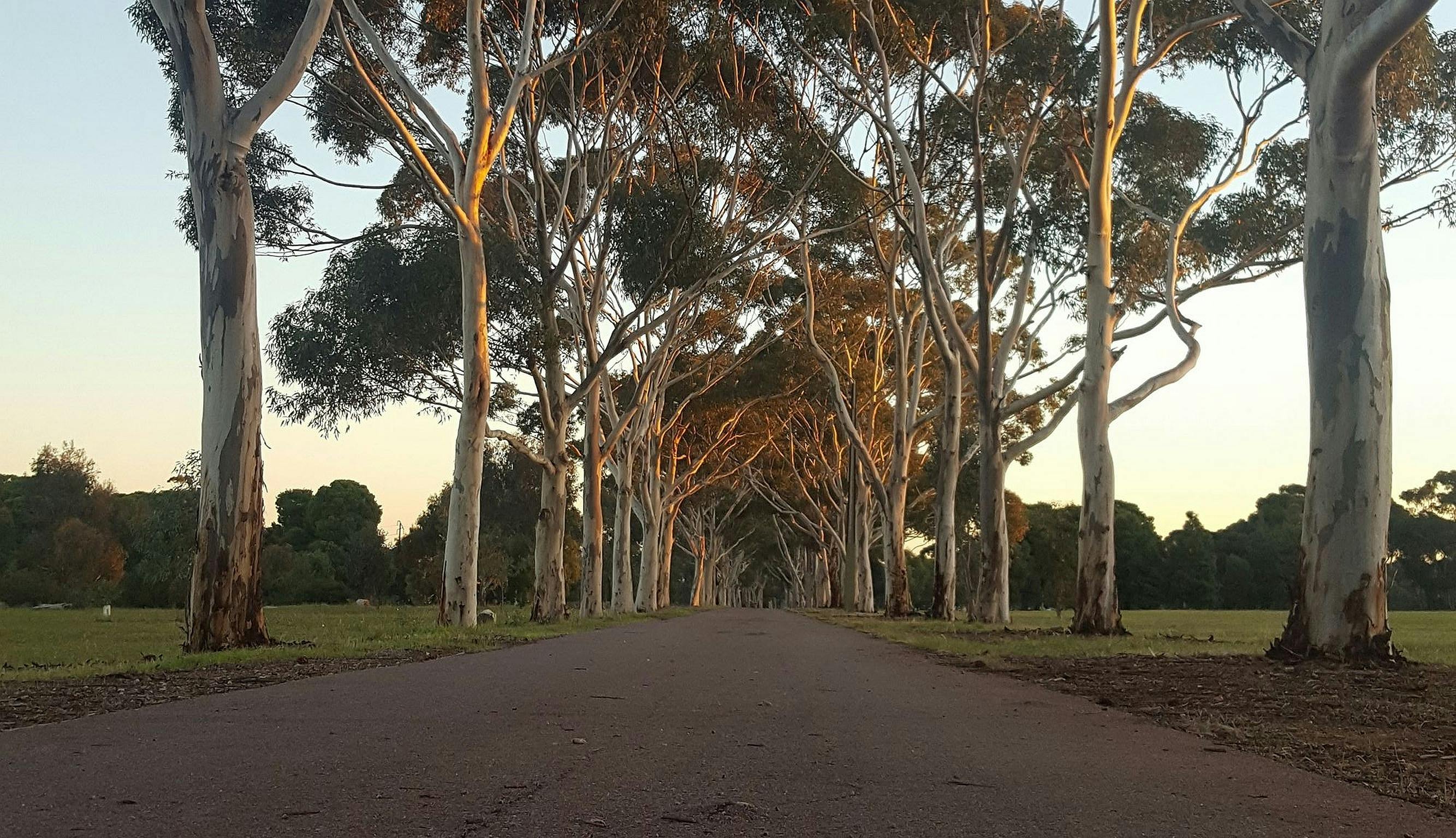 Sugar Gum avenue