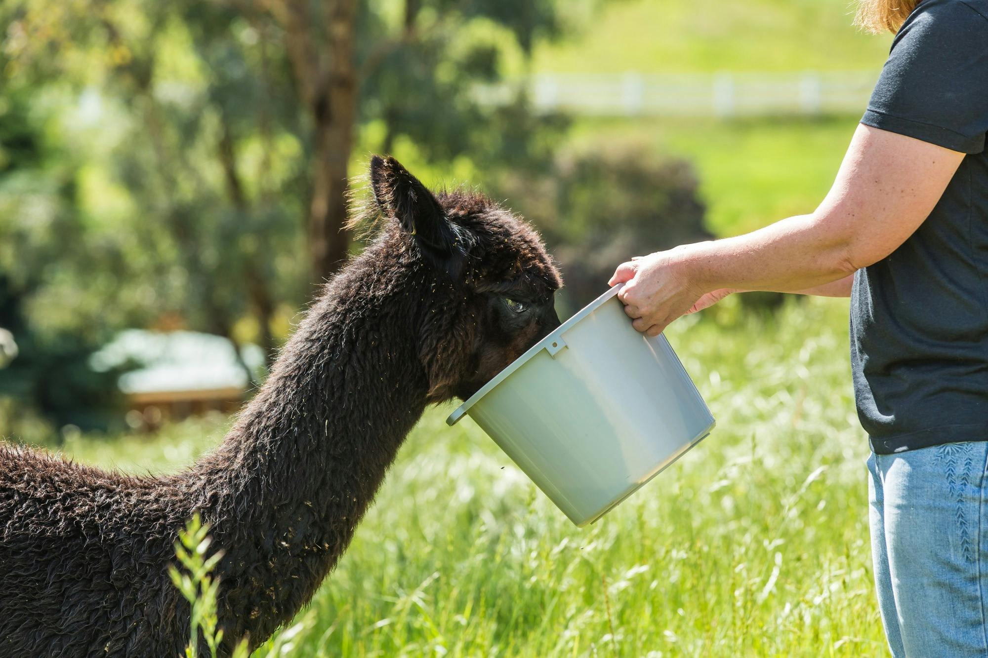 Feeding the Alpacca