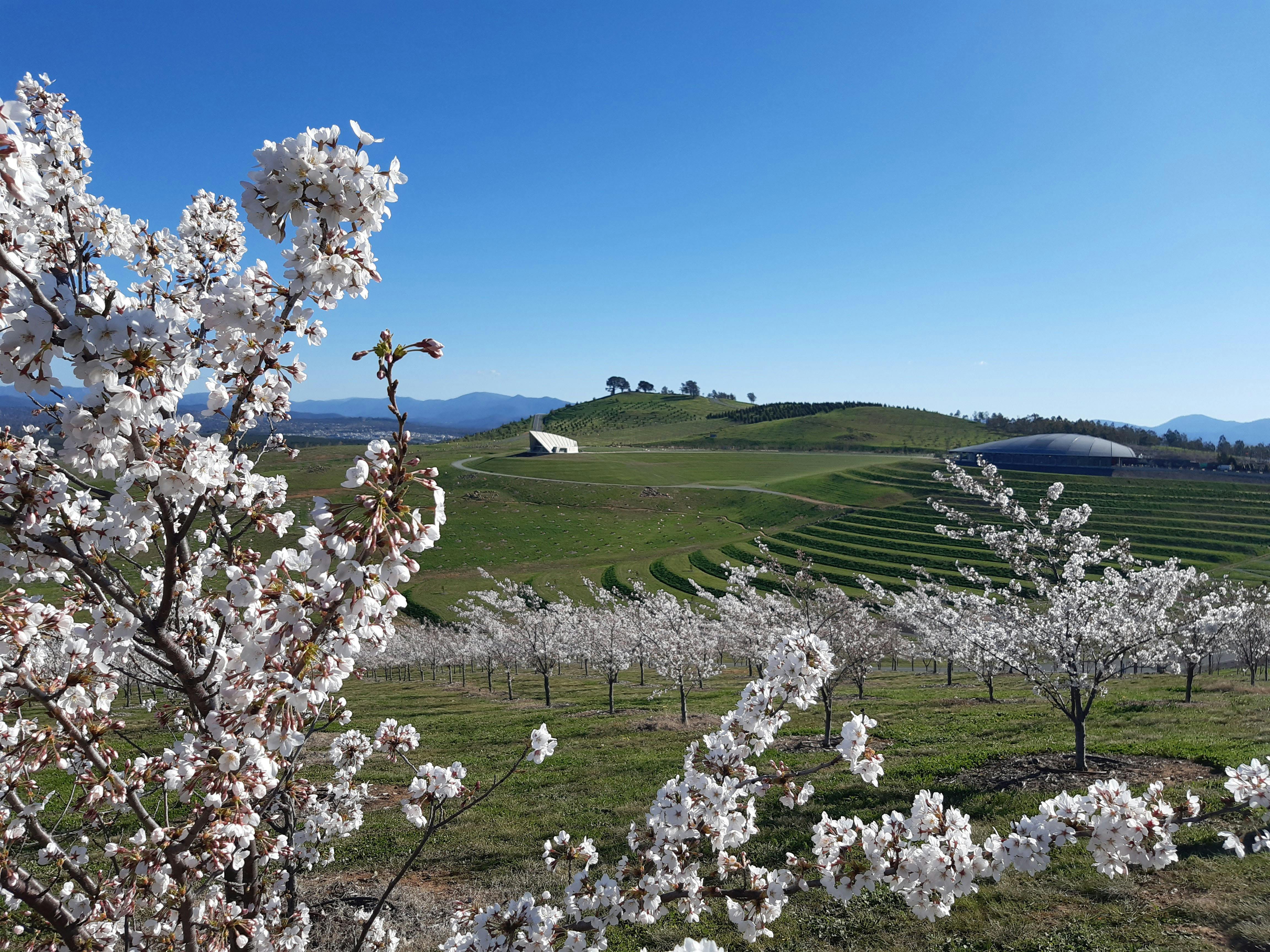 A forest of cherry trees in full bloom. Blossom are a light pink.