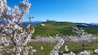 A forest of cherry trees in full bloom. Blossom are a light pink.