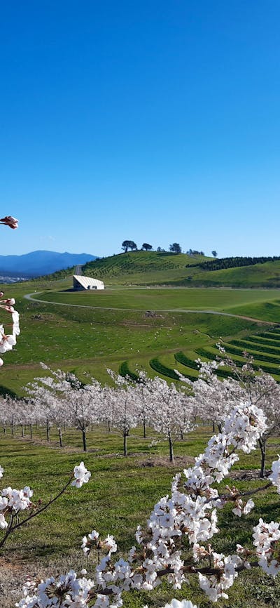 A forest of cherry trees in full bloom. Blossom are a light pink.