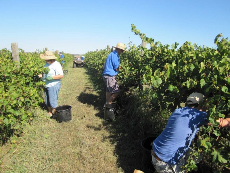 Hand picking wines at Pinnaroo in the Cowra Wine Region