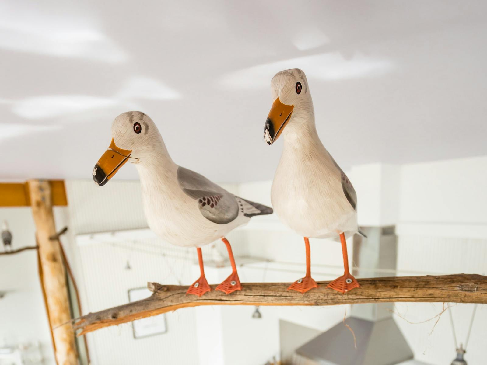 Larus - Gulls