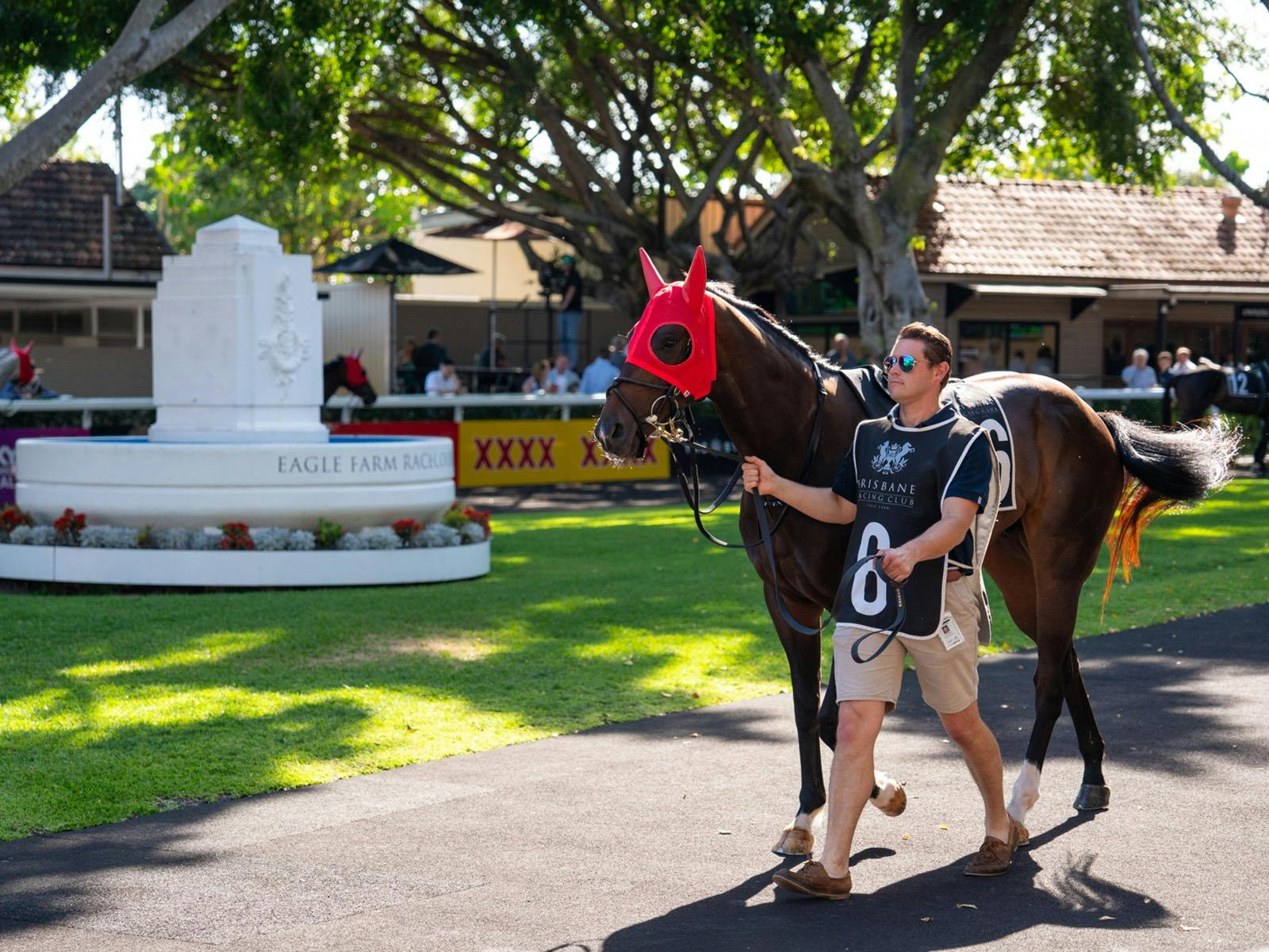 Stable hand walking racehorse