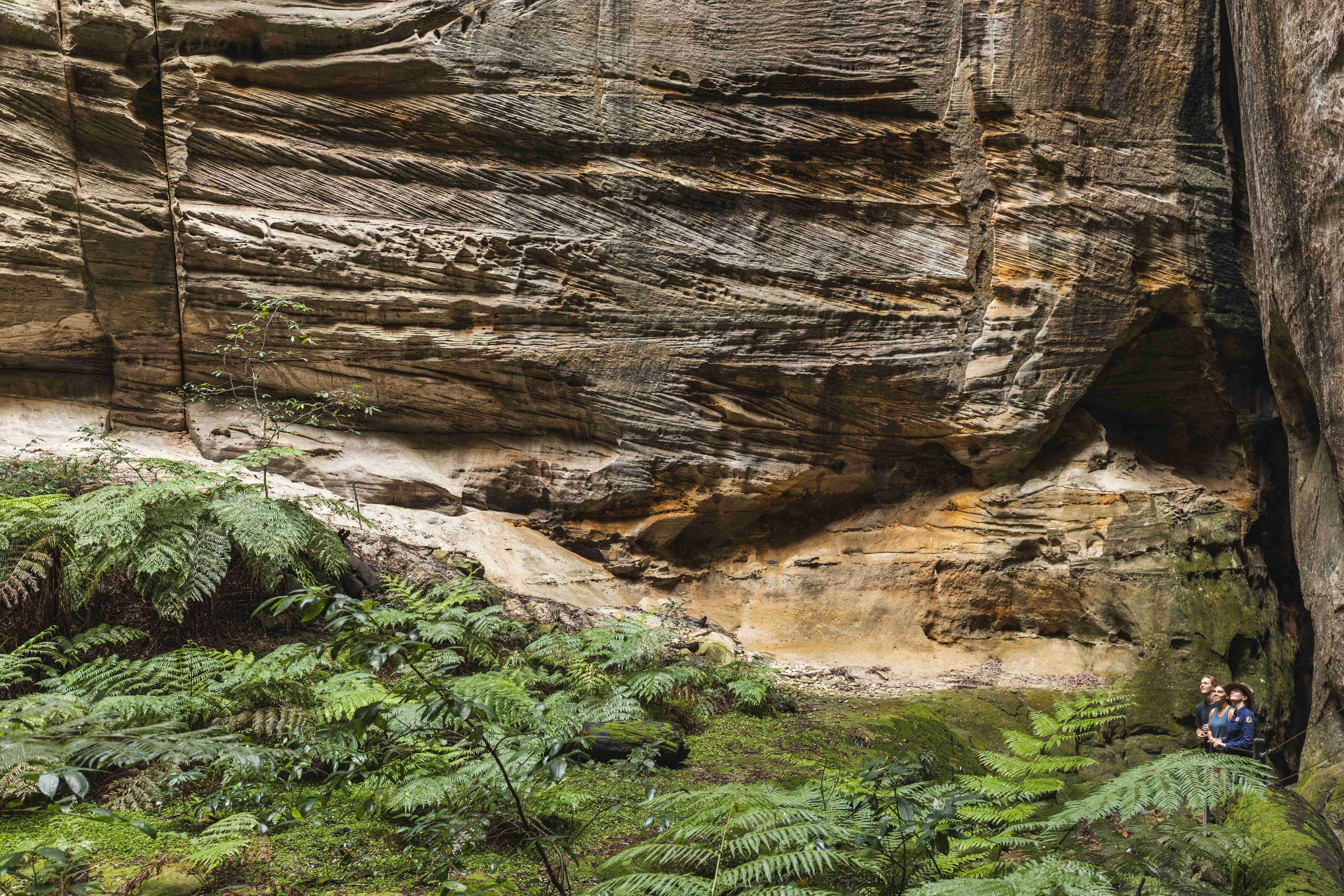 Guided walk through Carnarvon Gorge