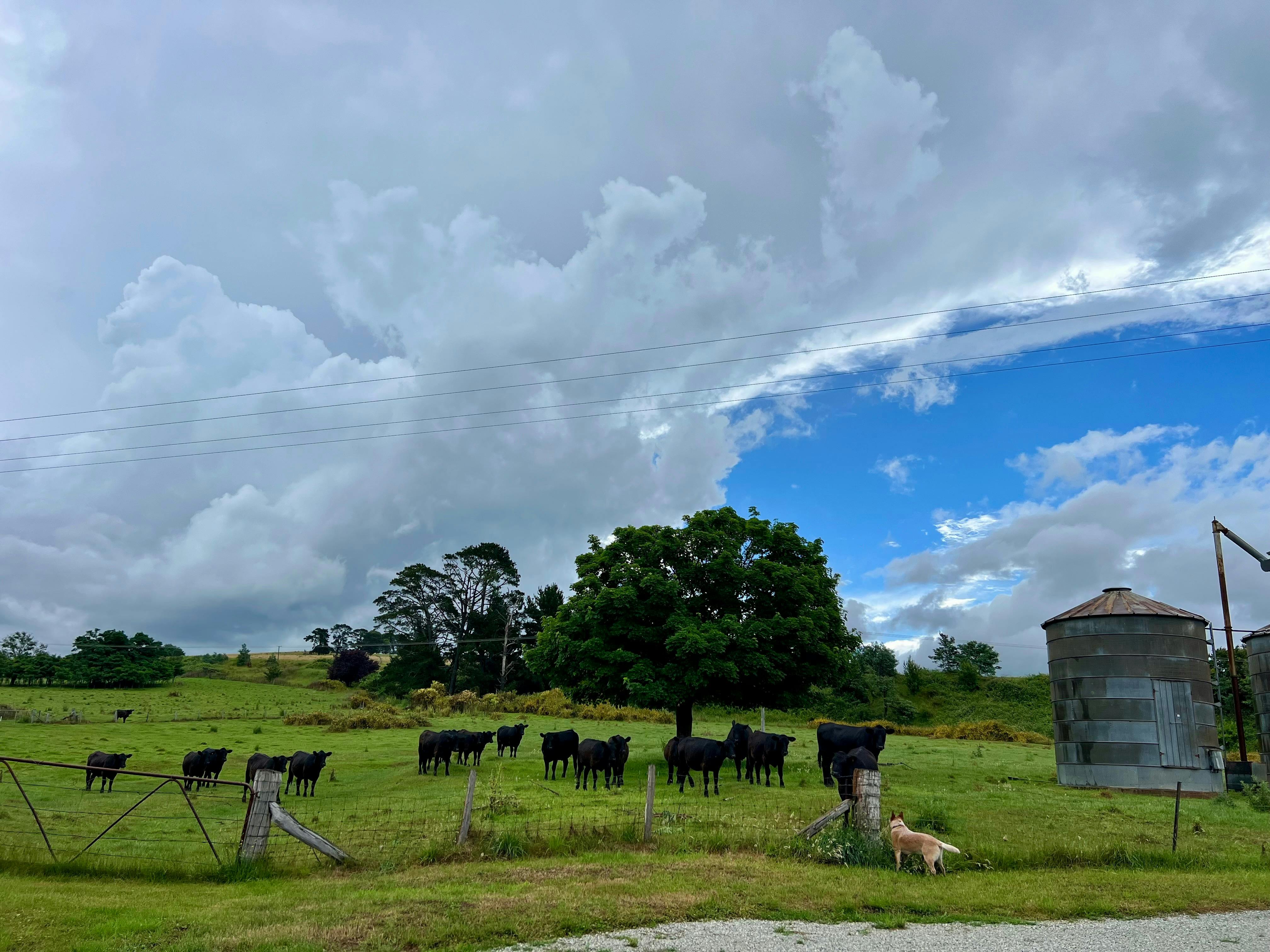 Anahdale Cottage에서 보는 아름다운 시골 풍경