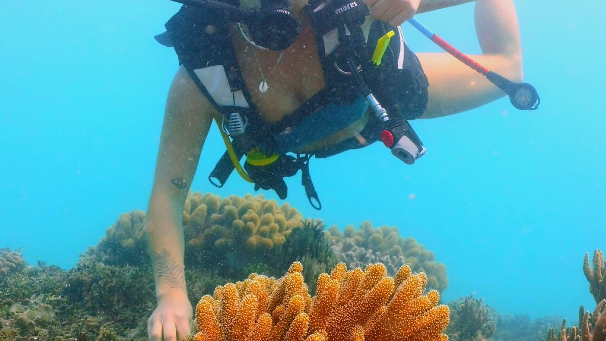 Scuba dive
