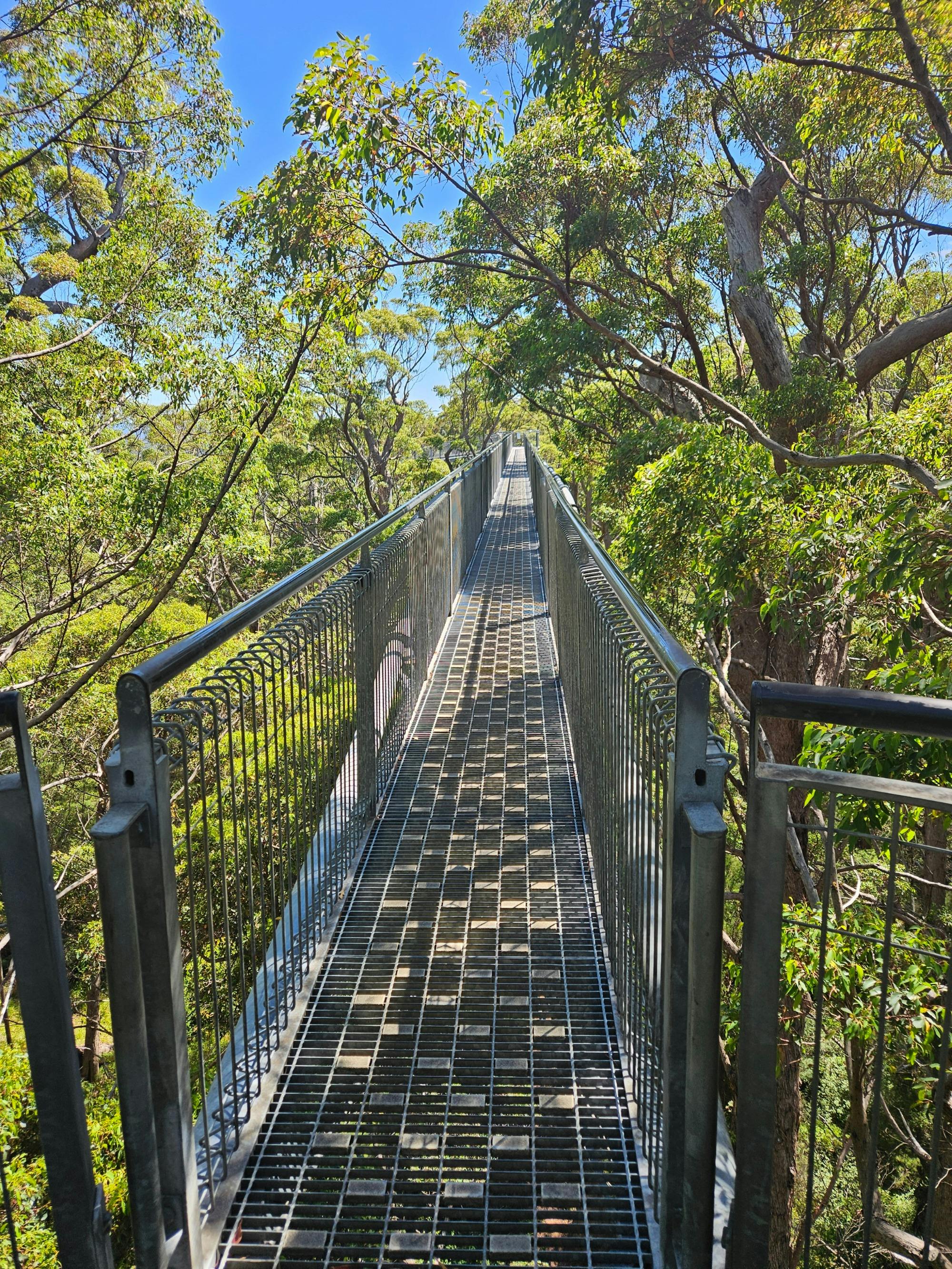 Tree Top Walk
