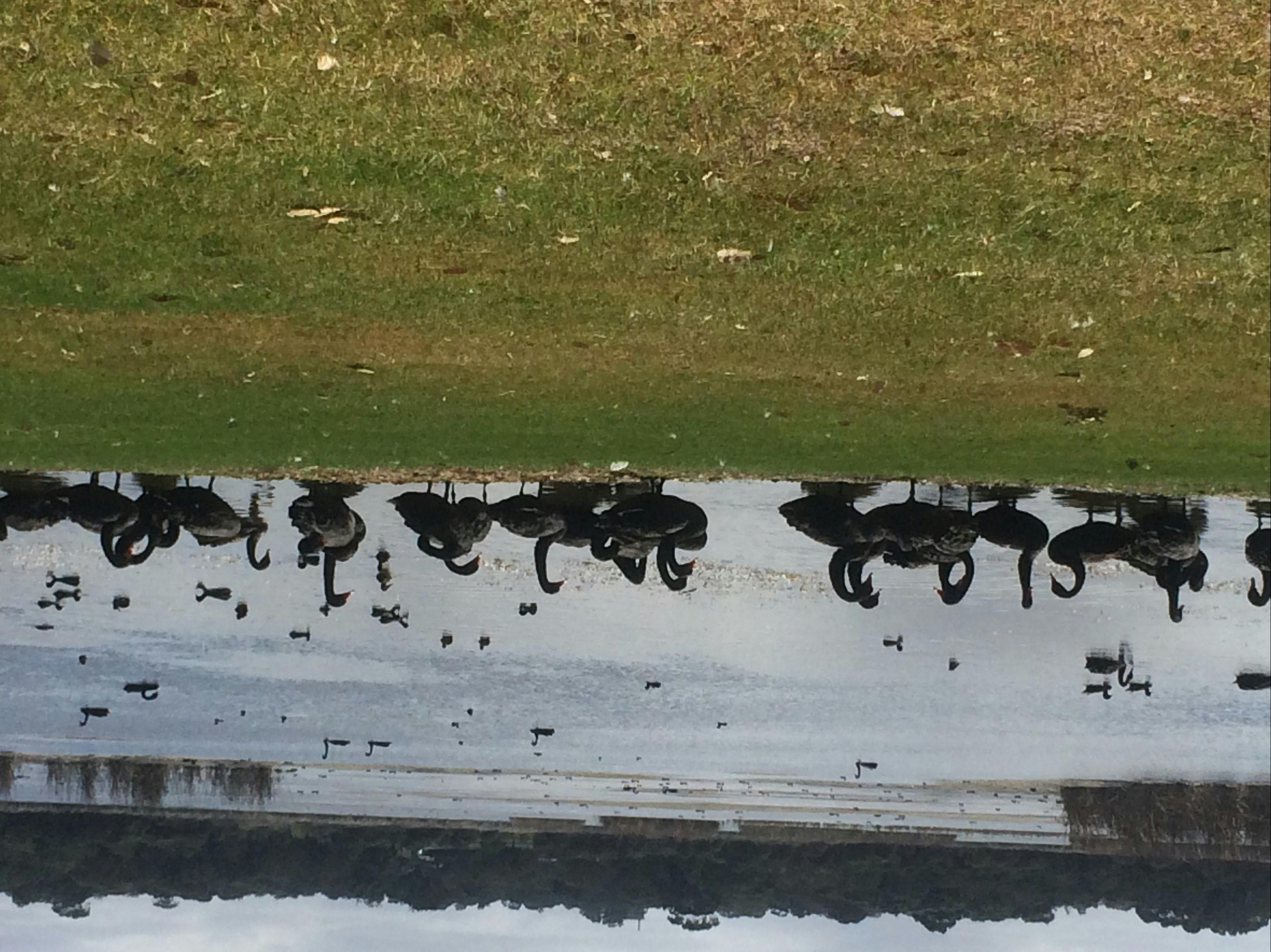 Swans at  Lake Joondalup