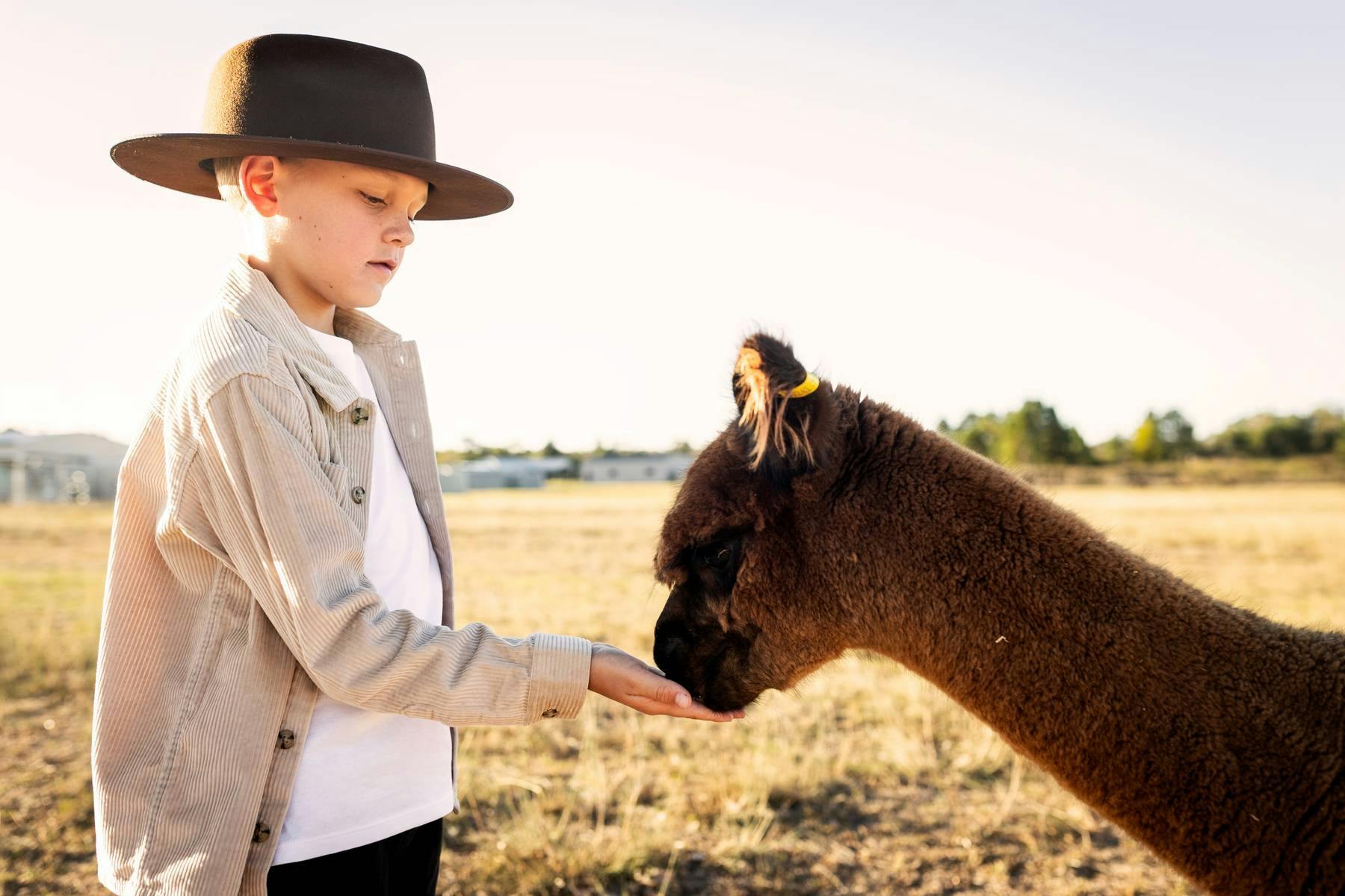Hand feeding Alpacas on the farm
