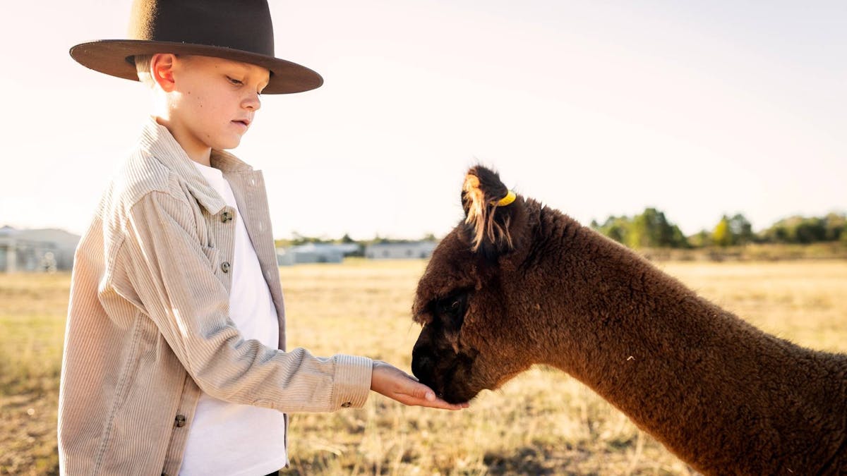 Children hand feeding alpacas on the farm