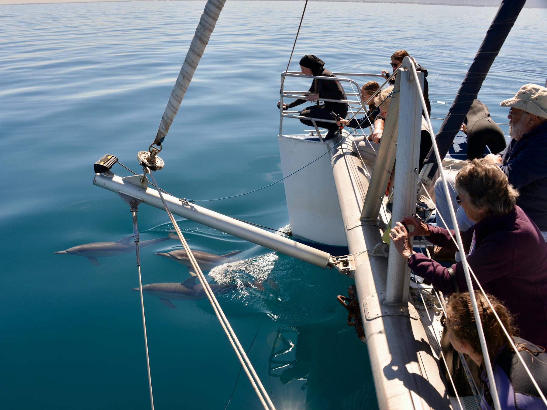 A small group of people standing at the front of the boat watching and photographing dolphis.