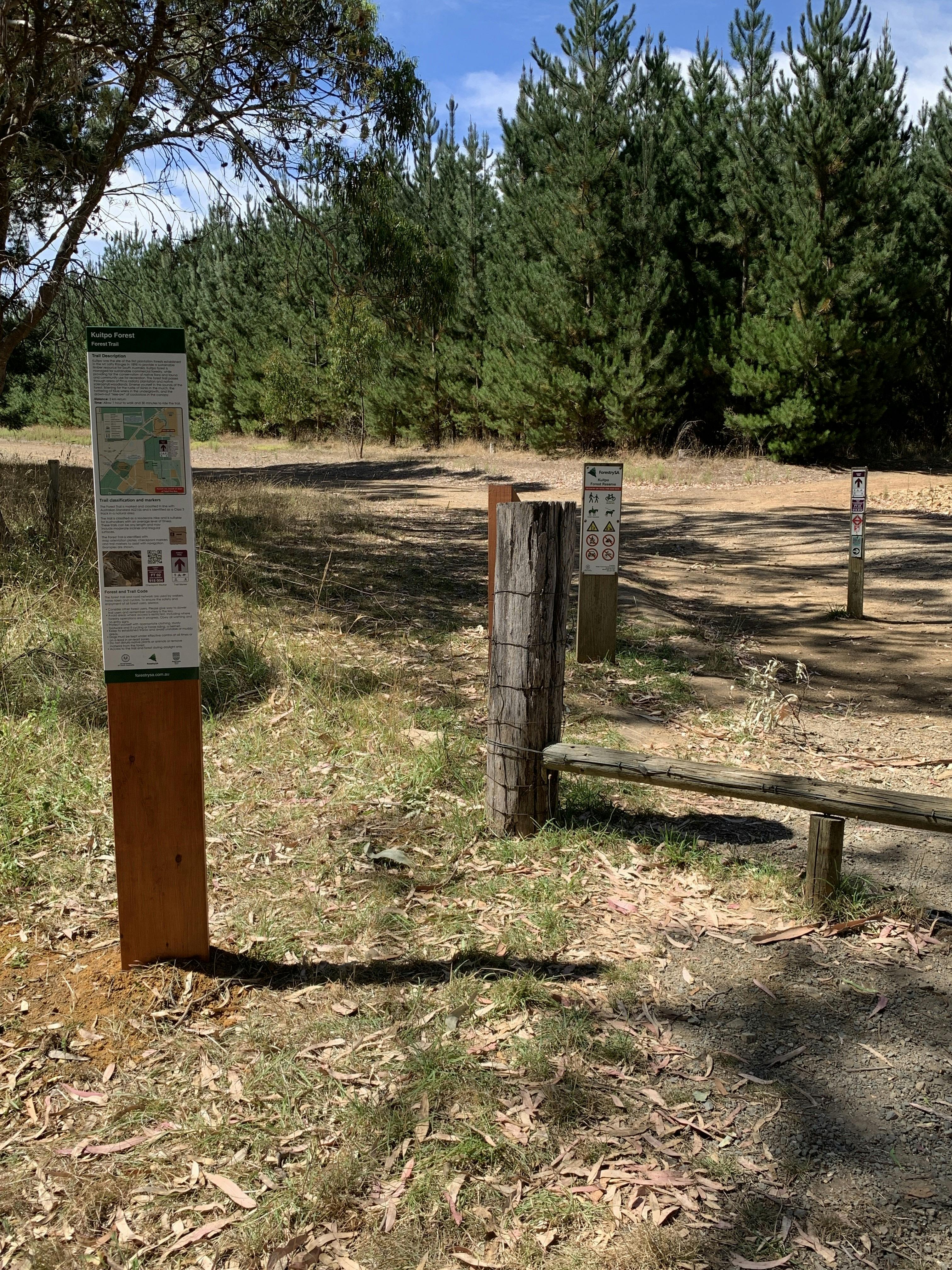 Forest Trail