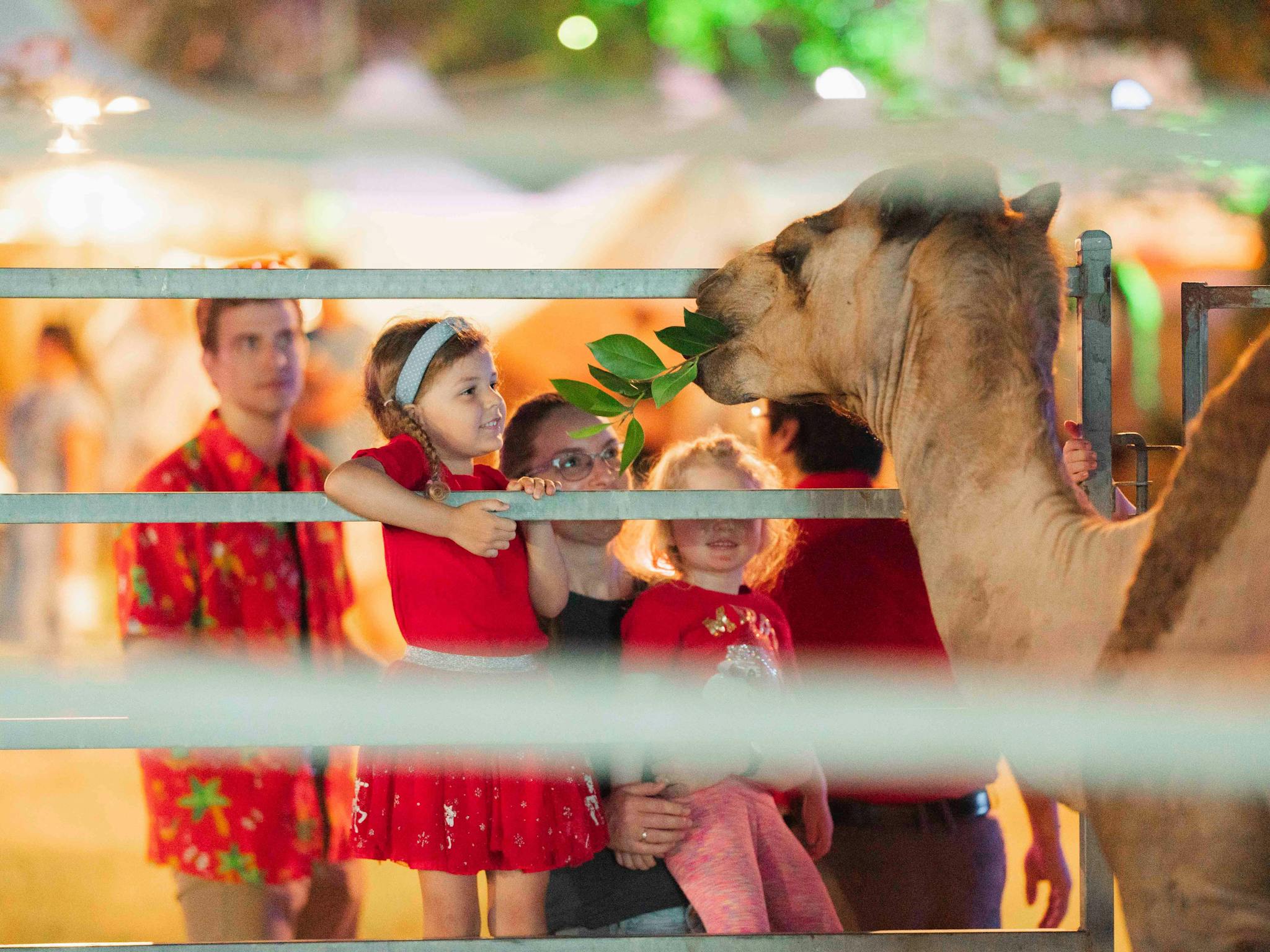 Camel Camel