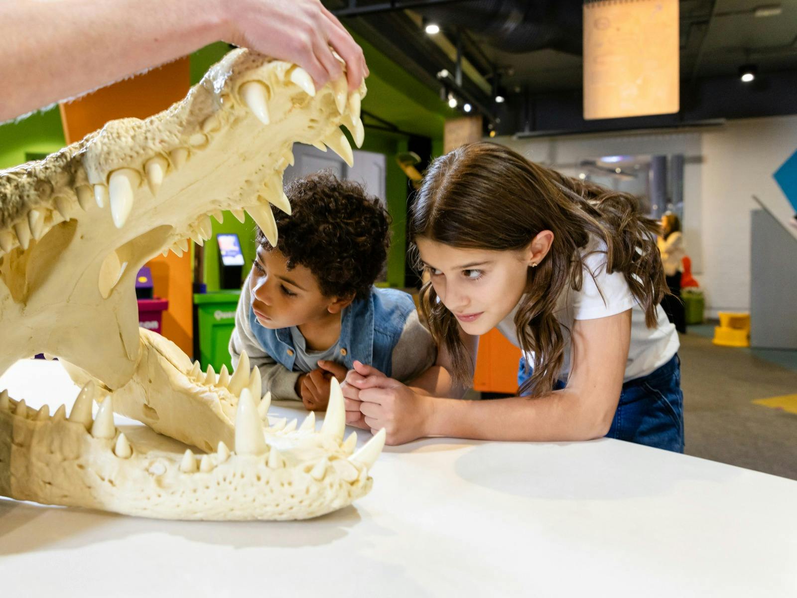 A boy and a girl examining a crocodile skull at Questacon