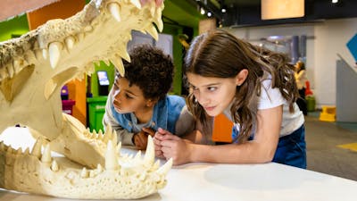 A boy and a girl examining a crocodile skull at Questacon
