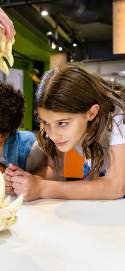 A boy and a girl examining a crocodile skull at Questacon