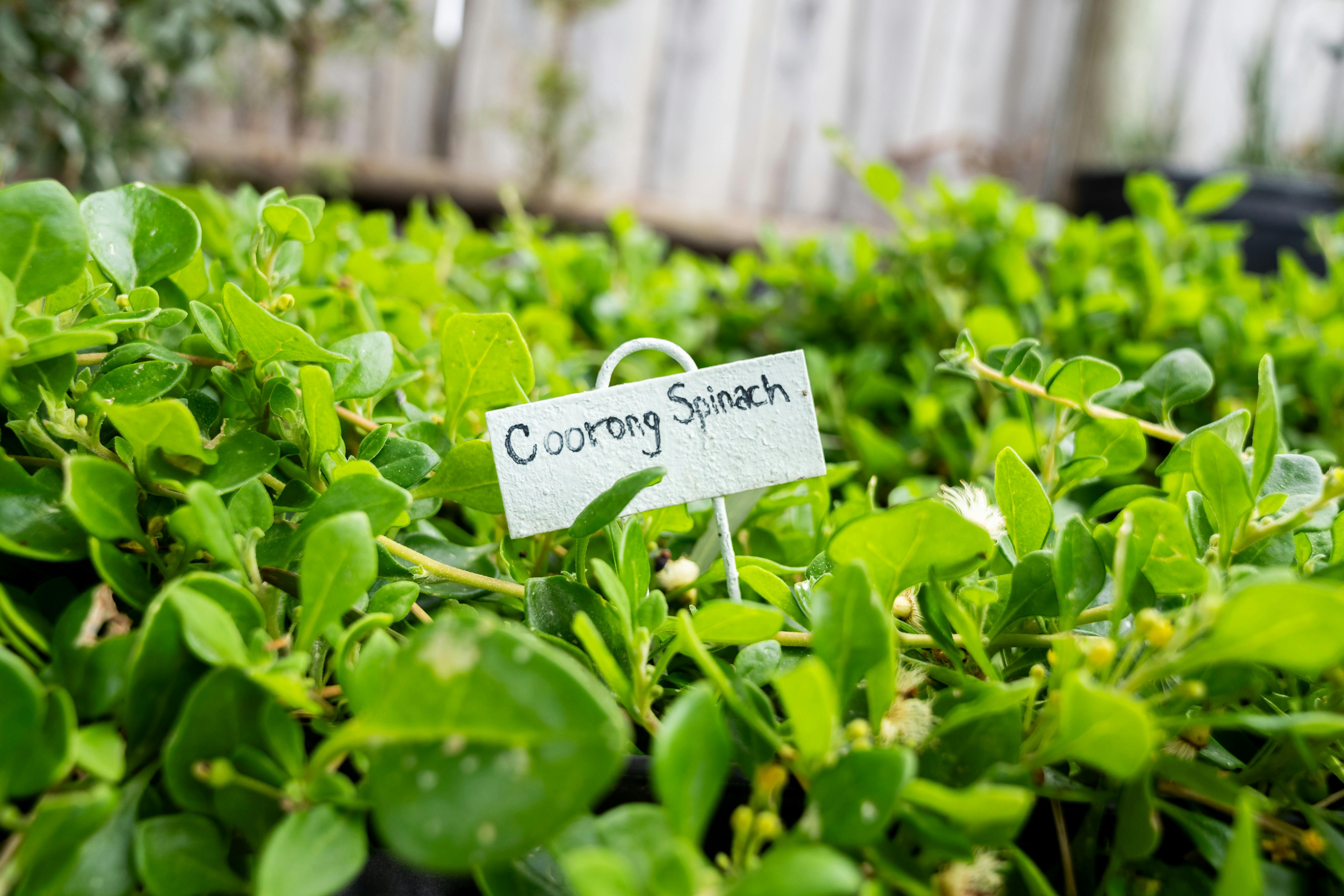 Kitchen garden