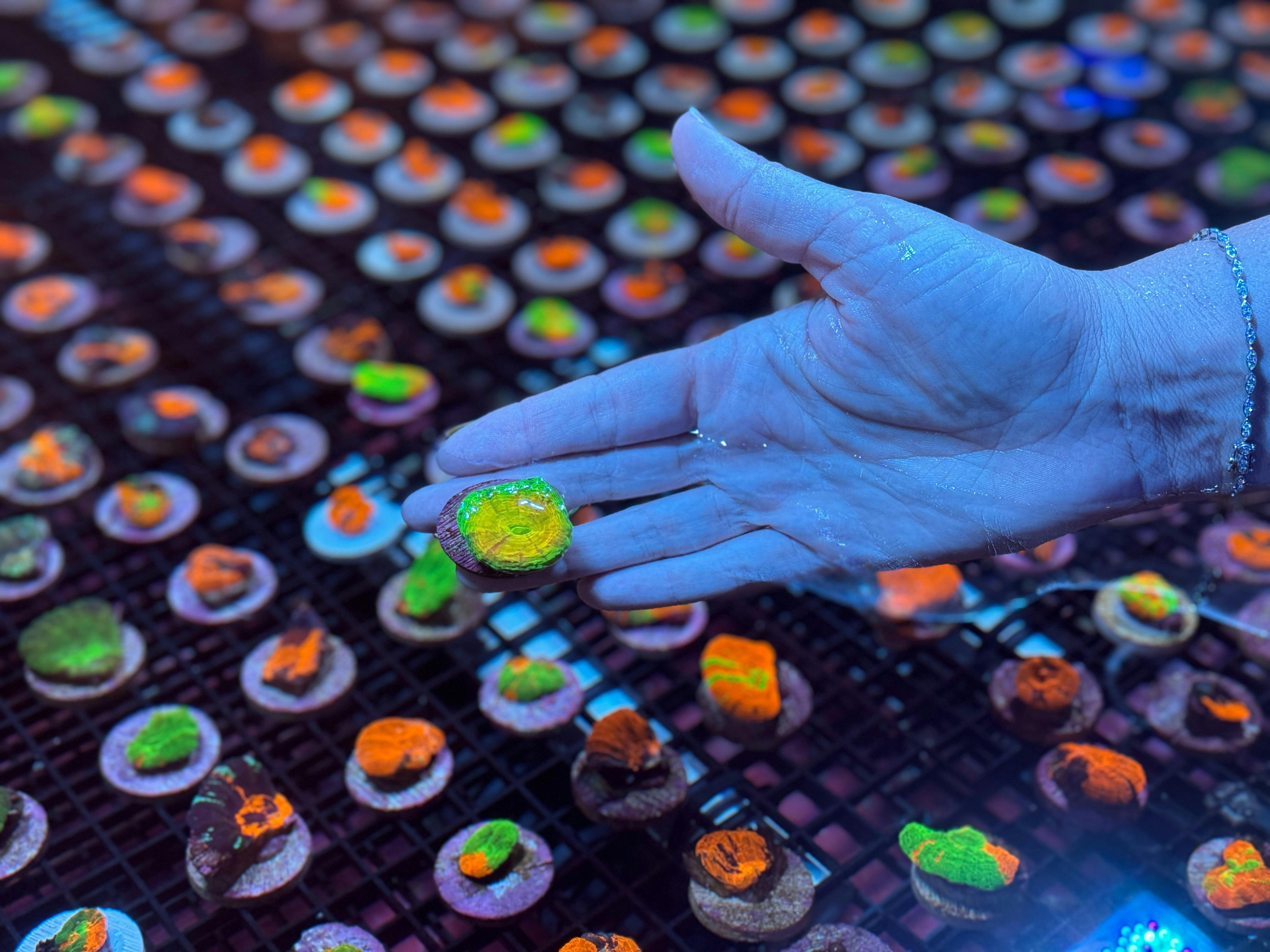 A hand holding a coral frag above a tank at Monsoon Aquatics Coral Farm in Bundaberg, Australia