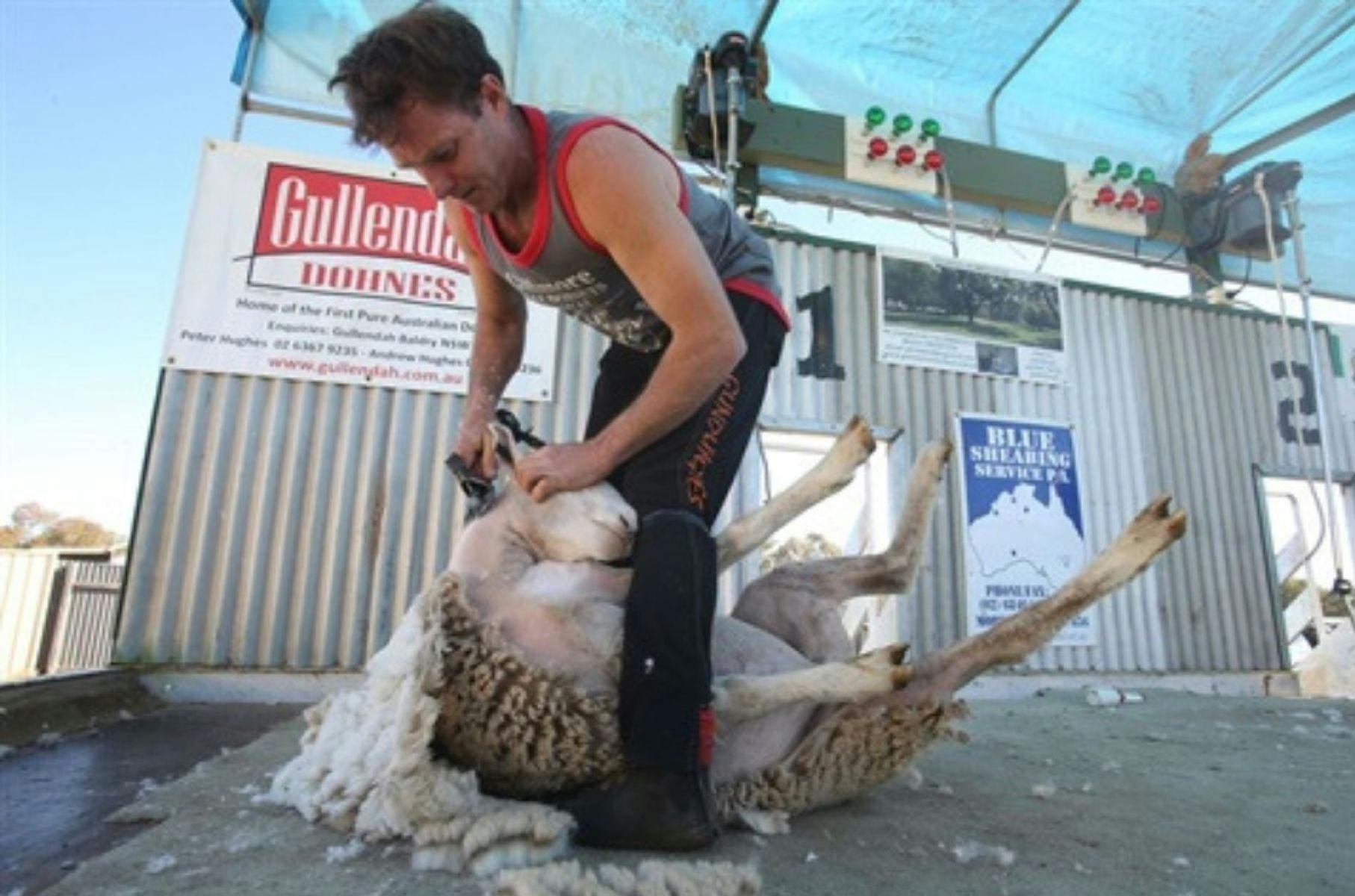 Man shearing a sheep