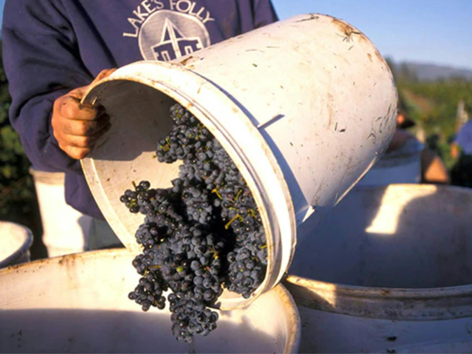 Lake's Folly Vineyard