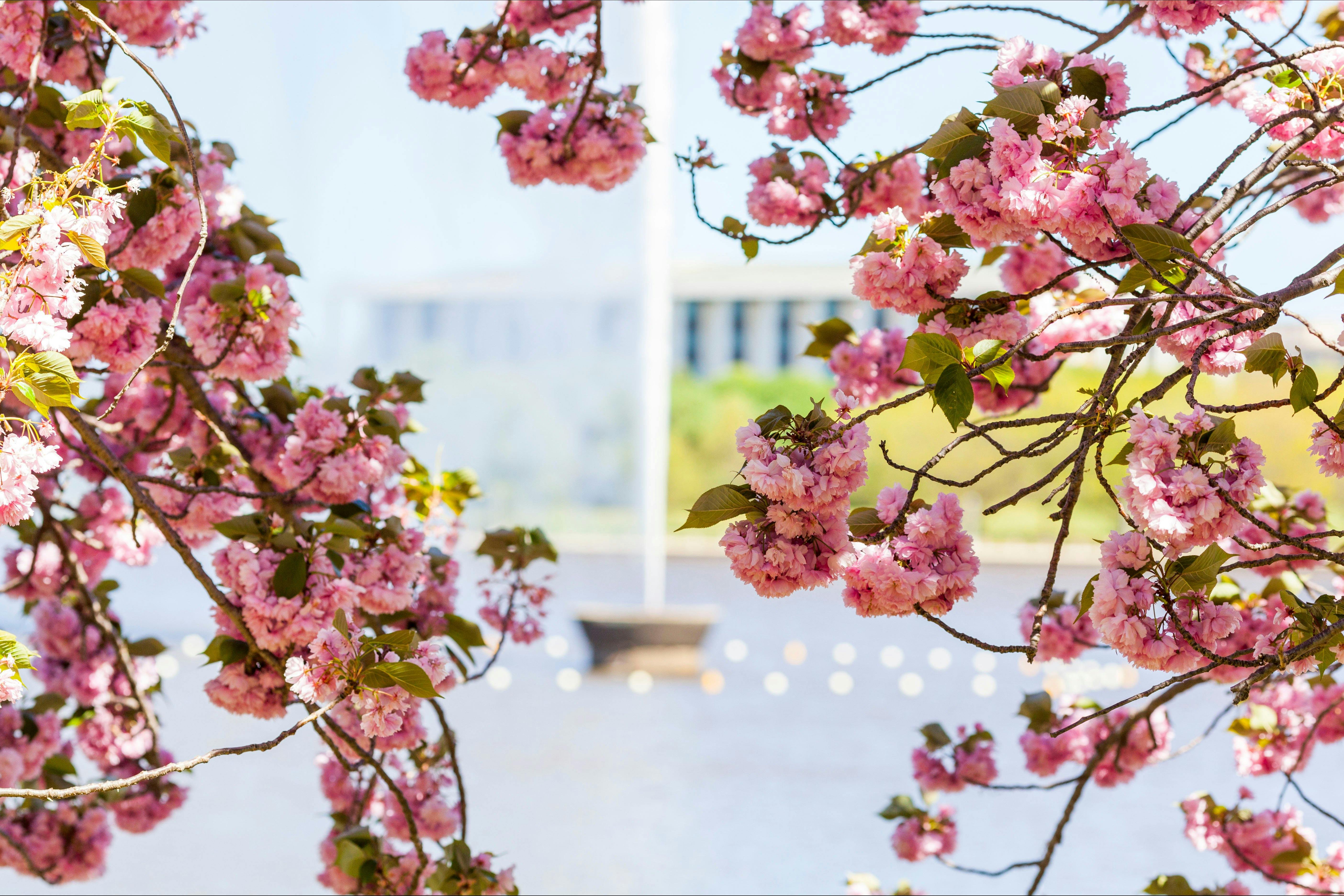 The Captain Cook Memorial Jet framed by spring blossoms