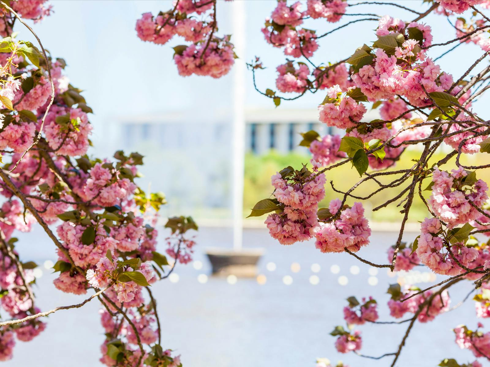 The Captain Cook Memorial Jet framed by spring blossoms