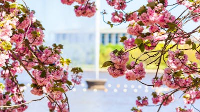 The Captain Cook Memorial Jet framed by spring blossoms
