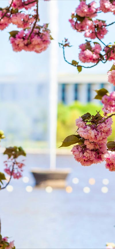 The Captain Cook Memorial Jet framed by spring blossoms