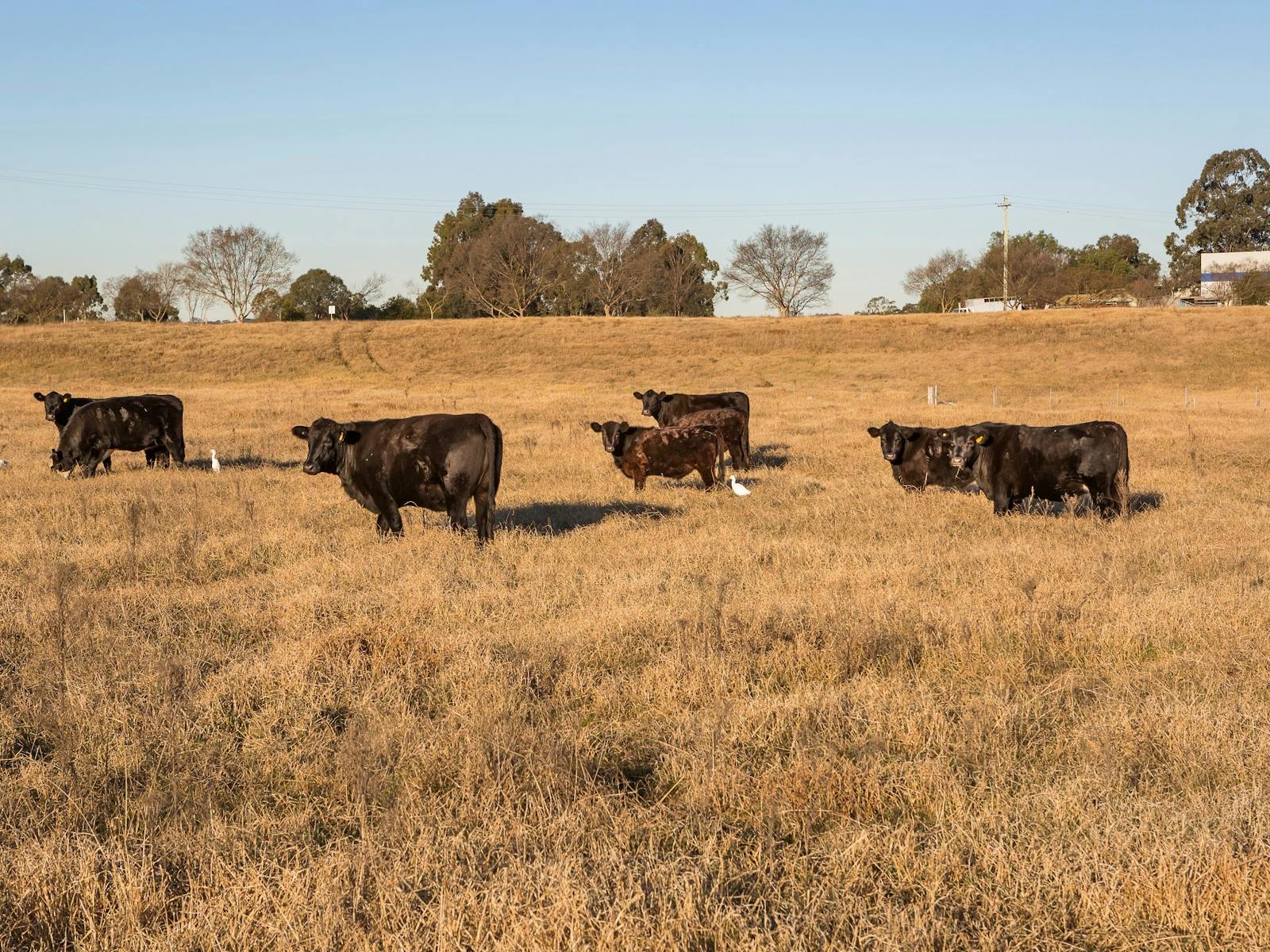 Miss Llewella Davies Pioneer Walkway