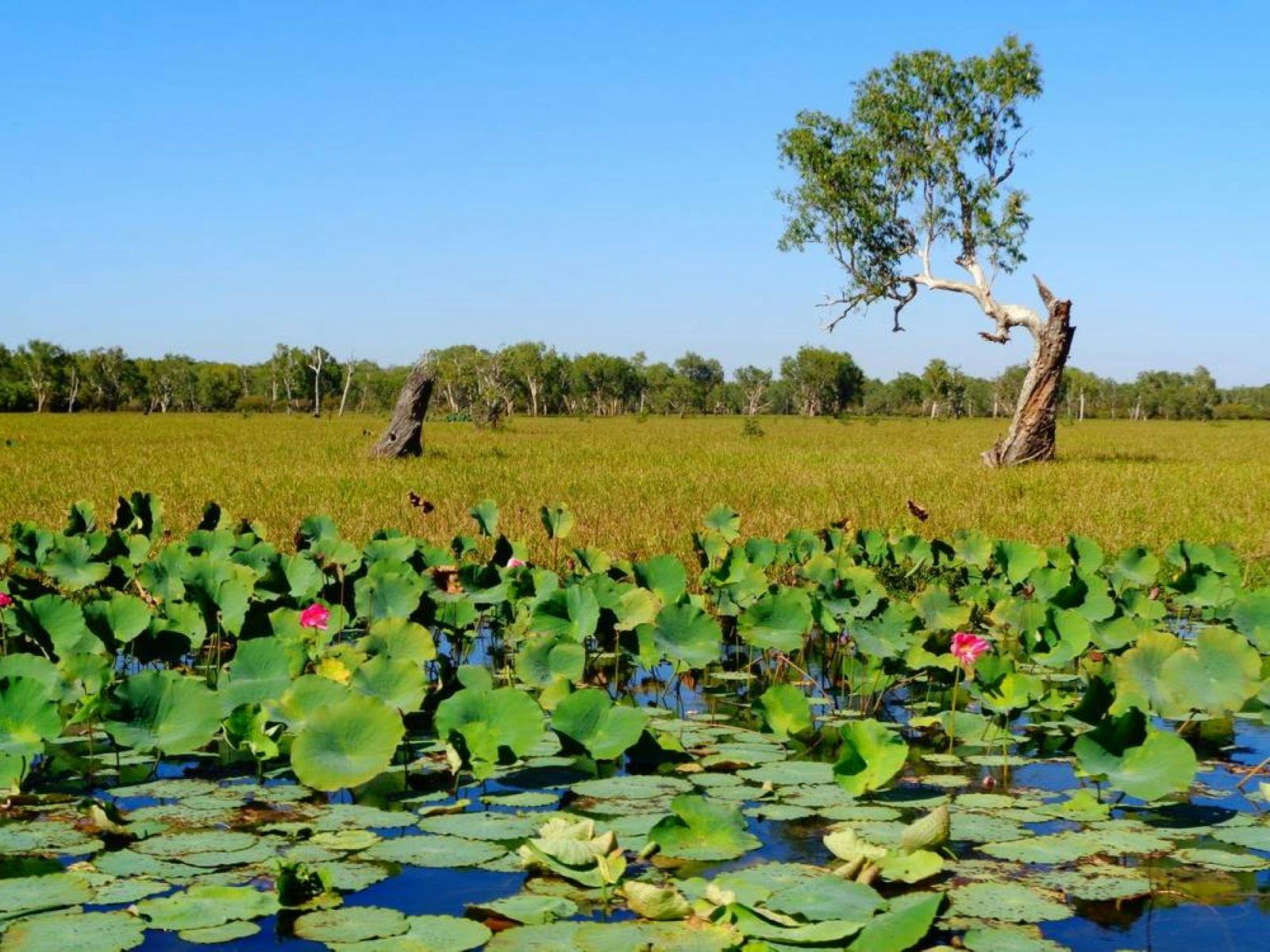 Kakadu, Litchfield & Katherine - 8 Day  - Group-Guided